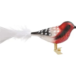 Glasvogel Rot-Schwarz-Weis